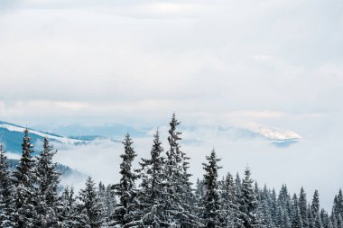 Çam ağaçları ve beyaz kabarık bulutlu karlı dağların manzarası