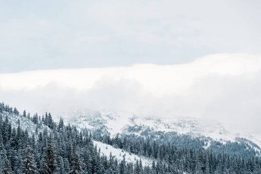 Çam ağaçları ve beyaz kabarık bulutlu karlı dağların manzarası