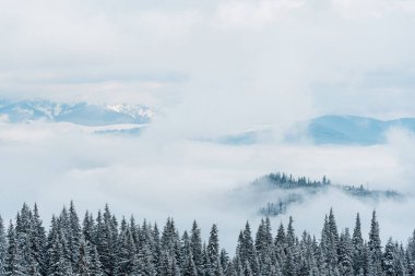 Çam ağaçları ve beyaz kabarık bulutlu karlı dağların manzarası