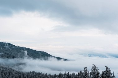 Çam ağaçları ve beyaz kabarık bulutlu karlı dağların manzarası