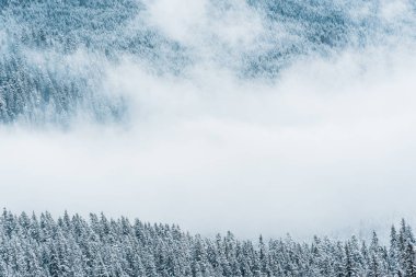 Karlı çam ağaçlarının manzarası ve dağlardaki beyaz tüylü bulutlar