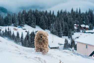 Çam ağaçlarıyla karlı dağlarda sevimli tüylü bir köpek.