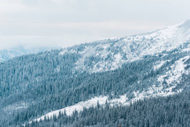 Beyaz kabarık bulutlarda çam ağaçları olan karlı dağların manzarası