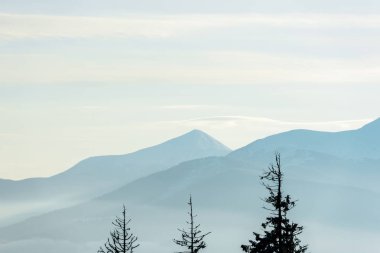 Güneş altında çam ağaçları olan dağların manzarası