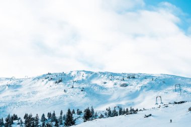 Beyaz kabarık bulutlarda çam ağaçları olan karlı dağ manzarası