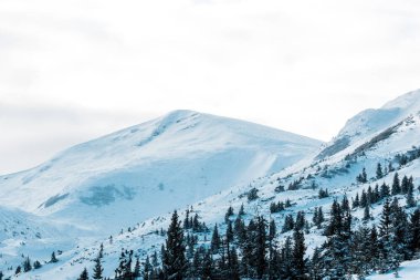 Beyaz kabarık bulutlarda çam ağaçları olan karlı dağların manzarası