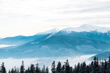 Beyaz kabarık bulutlarda çam ağaçları olan karlı dağların manzarası