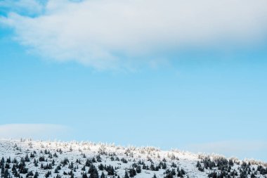Gökyüzünde beyaz kabarık bulutları olan çam ağaçlarıyla karlı tepenin manzarası