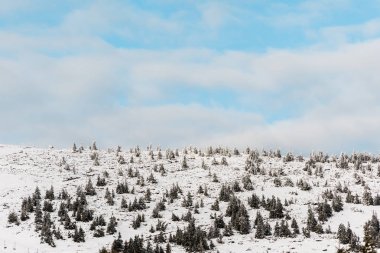 Mavi gökyüzünde beyaz kabarık bulutlu çam ağaçlarıyla karlı tepenin manzarası