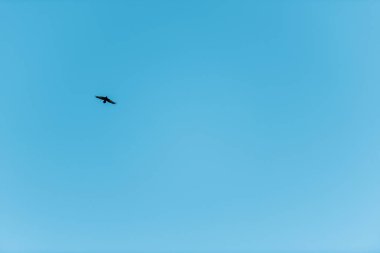 Saf mavi gökyüzünde uçan kuşun manzarası