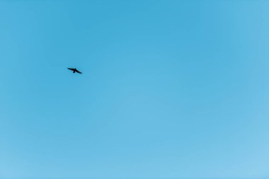 scenic view of bird flying in pure blue sky clipart