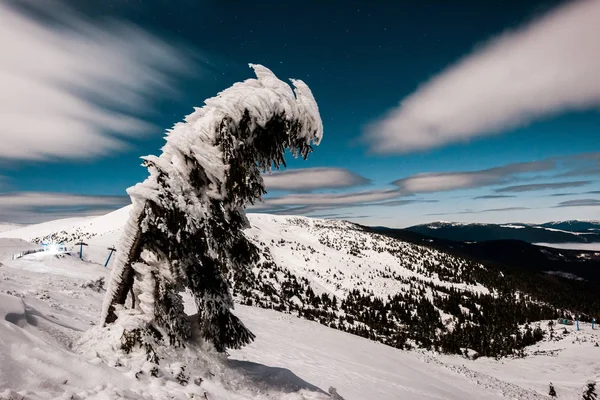 Scenic View Mountain Pine Tree Covered Snow Dark Sky Fluffy — Stock Photo, Image