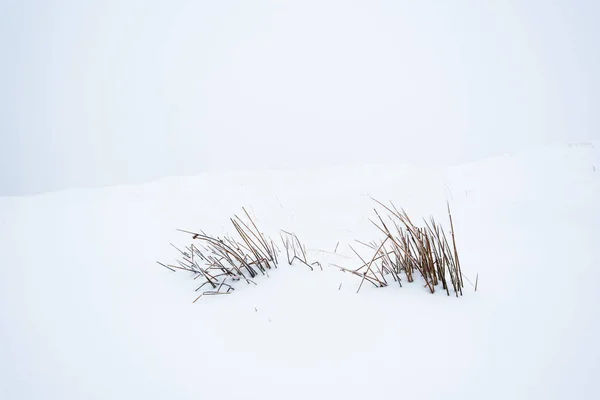 Plante Sèche Montagne Avec Des Branches Dans Neige Blanche Pure — Photo