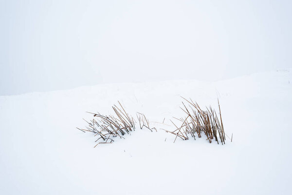 mountain dry plant with branches in white pure snow