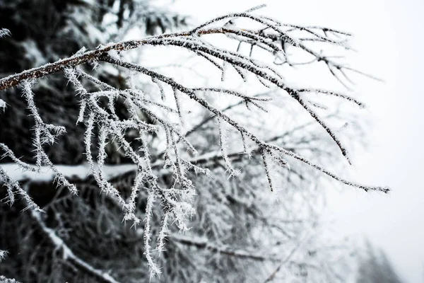 冬天被雪覆盖的树枝的近景 — 图库照片