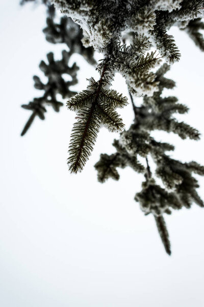 bottom view of spruce branches covered with snow on white sky background