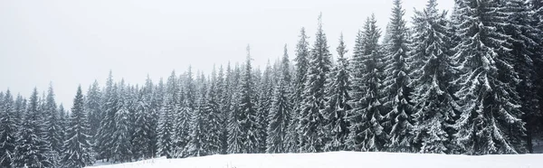 Kiefernwald Mit Schnee Auf Weißem Himmelshintergrund Panoramaaufnahme — Stockfoto