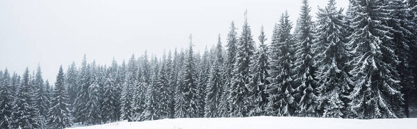 pine trees forest covered with snow on white sky background, panoramic shot