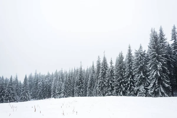 pine trees forest covered with snow on white sky background