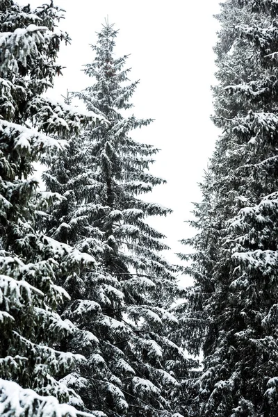 Pinheiros Cobertos Neve Fundo Céu Branco — Fotografia de Stock