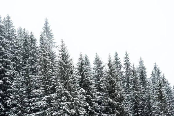 pine trees covered with snow on white sky background