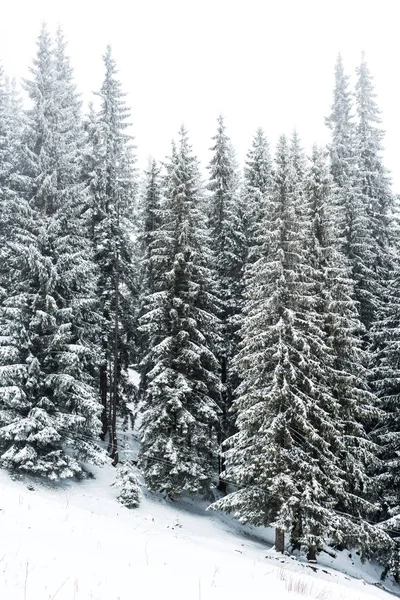 Pijnbomen Bos Bedekt Met Sneeuw Heuvel Met Witte Lucht Achtergrond — Stockfoto