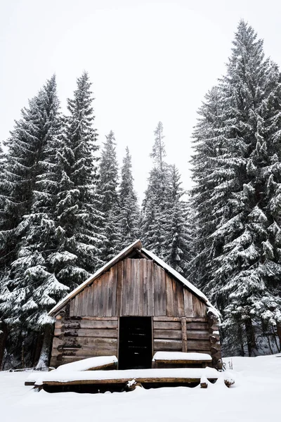 松树林附近的旧木屋 积雪覆盖 背景为白天 — 图库照片