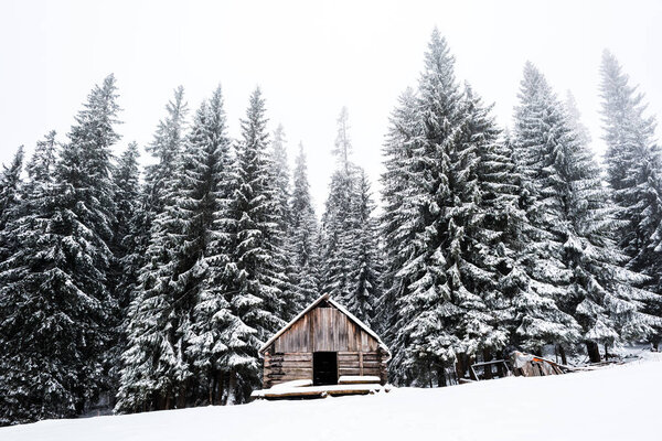 old wooden house near pine trees forest covered with snow on hill with white sky on background