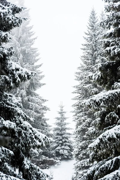 Pine Trees Covered Snow White Sky Background — Stock Photo, Image