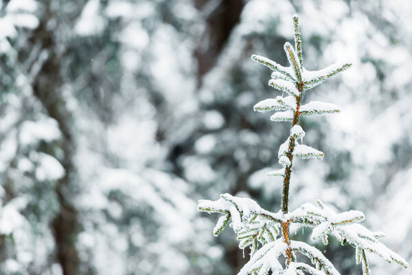 close up view of spruce branches covered with snow