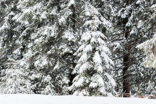 pine trees covered with snow in winter forest