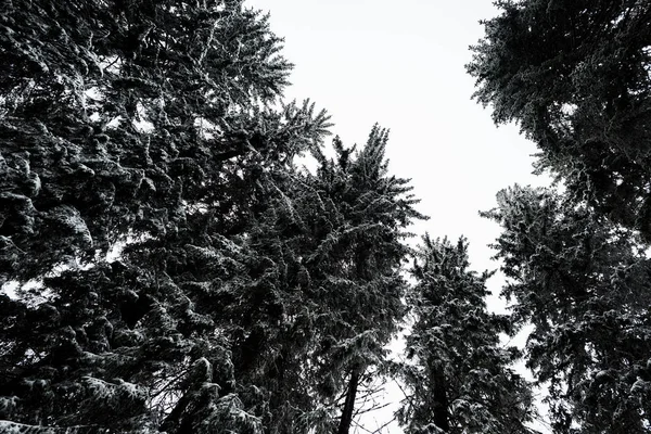 bottom view of pine trees covered with snow with white pure sky on background