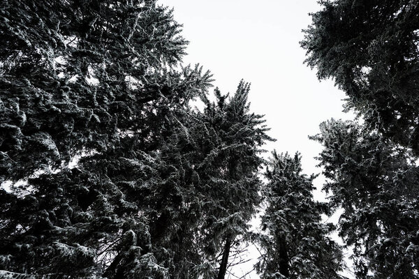 bottom view of pine trees covered with snow with white pure sky on background