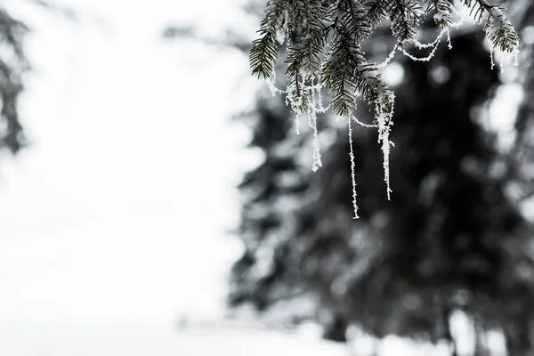 Close View Frozen Spruce Branches Covered Frost — Stock Photo, Image