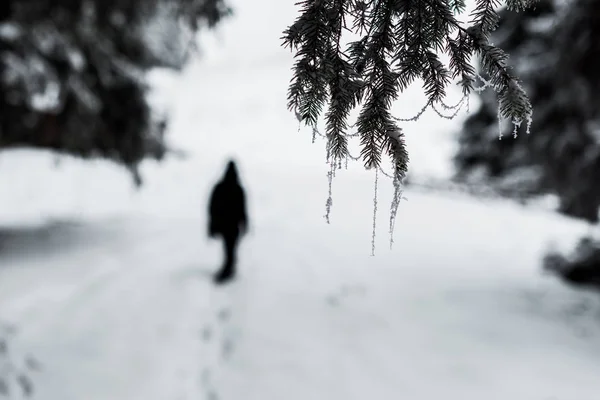 Селективный Фокус Замороженных Еловых Ветвей Покрытых Морозом Силуэтом Путешественника — стоковое фото