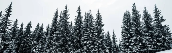 Malebný Pohled Borový Les Vysokými Stromy Pokrytými Sněhem Kopci Panoramatický — Stock fotografie