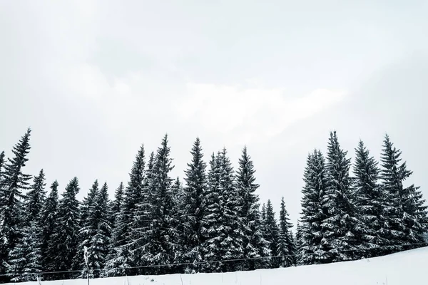 山上覆盖着积雪的高大树木的松树林风景 — 图库照片