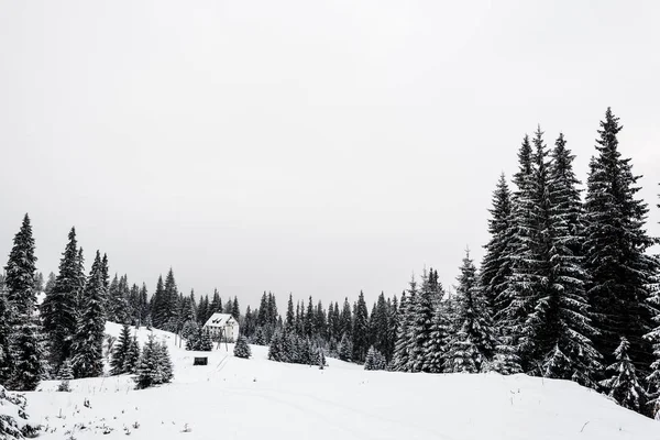 Mały Domek Zaśnieżonych Górach Sosnowym Lasem — Zdjęcie stockowe