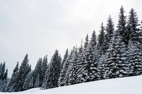 Vista Panorámica Del Bosque Pinos Con Árboles Altos Cubiertos Nieve — Foto de Stock