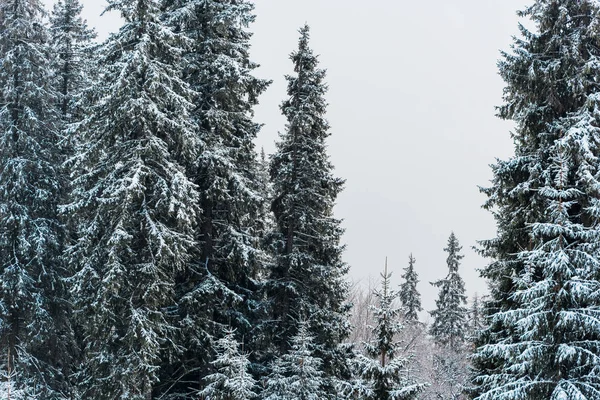 Мальовничий Вид Сосновий Ліс Високими Деревами Покритими Снігом — стокове фото