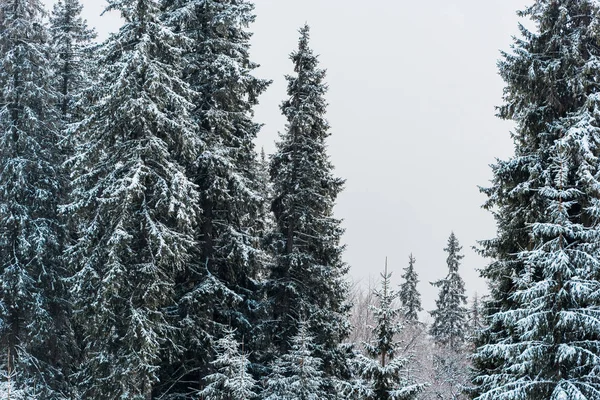 scenic view of pine forest with tall trees covered with snow