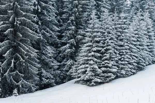Vista Panorámica Del Bosque Pinos Con Árboles Altos Cubiertos Nieve — Foto de Stock