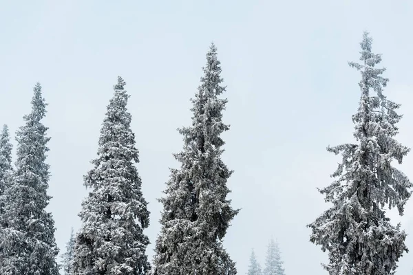高山覆盖雪地的松树林景致 — 图库照片