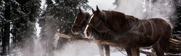 Horses Horse Harness Snowy Mountains Pine Trees Panoramic Shot — Stock Photo, Image