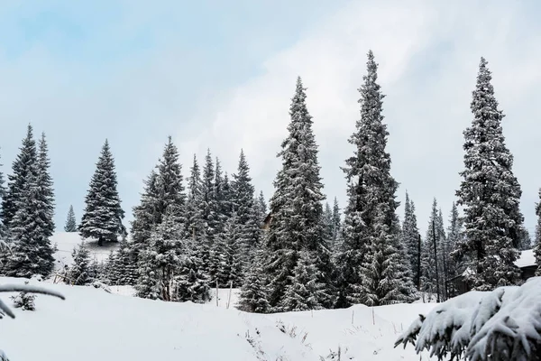 scenic view of pine forest with tall trees covered with snow