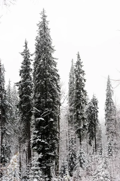 scenic view of pine forest with tall trees covered with snow