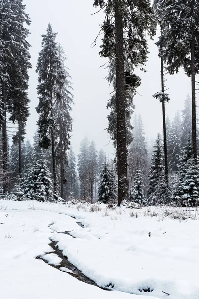 Vista Panorâmica Floresta Pinheiros Com Árvores Altas Cobertas Neve — Fotografia de Stock