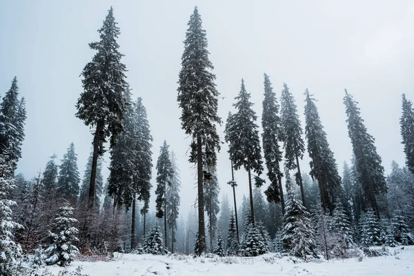 Vista Panorámica Del Bosque Pinos Con Árboles Altos Cubiertos Nieve — Foto de Stock