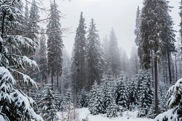 Panoramisch Uitzicht Dennenbos Met Hoge Bomen Bedekt Met Sneeuw — Stockfoto