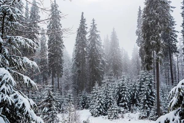 scenic view of pine forest with tall trees covered with snow